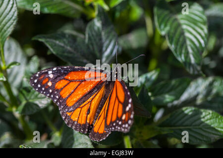 Monarque Danaus plexippus Nymphalidae Danainae butterfly orange noir blanc fleur magnifique d'insectes d'alimentation Banque D'Images