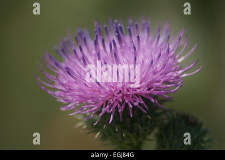 Gros plan de la floraison Thistle rose (Silybum) AKA Milkchardon. Banque D'Images