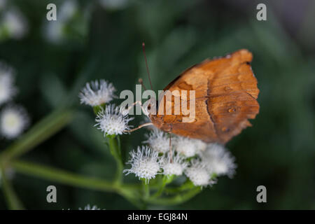 Vindula sp. Cruiser Nymphalidae Heliconiinae marron papillon orange rouille belle fleur nature alimentation blanc Banque D'Images