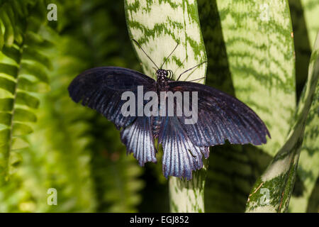 Lowi Papilio machaon papillon grand Mormon memnon morph différents insectes feuilles blanc bleu noir belle Banque D'Images