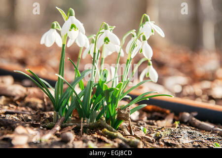 Berlin, Allemagne. Feb 25, 2015. Perce-neige sont en fleurs dans le soleil dans le 'Tiergarten' à Berlin, Allemagne, 25 février 2015. Photo : Felix Zahn/dpa/Alamy Live News Banque D'Images