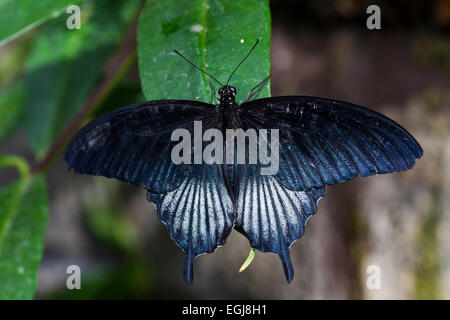 Lowi Swallowtail butterfly Banque D'Images