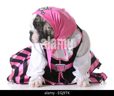 Chien habillé comme un pirate sur fond blanc - femelle bulldog Banque D'Images