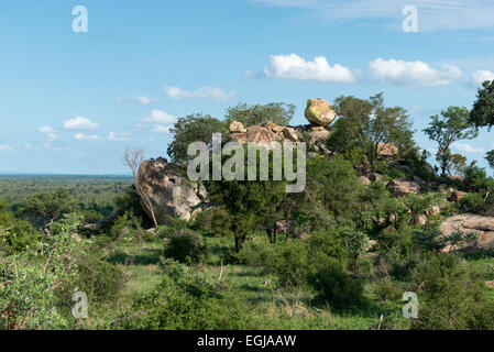 Koppies Granit et du paysage dans le sud du parc national Kruger, Afrique du Sud Banque D'Images