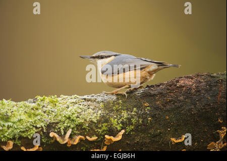 Blanche (Sitta Europaea) perché sur log couvert de champignons et mousses Banque D'Images