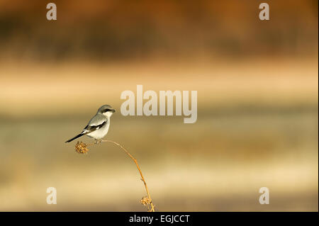 Le Tyran gris dans une arborescence de Bosque del Apache dans New Mexico, USA Banque D'Images