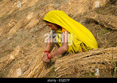 Le Bihar. L'Inde. Mastichak village. Femme tri de la récolte de riz. Banque D'Images