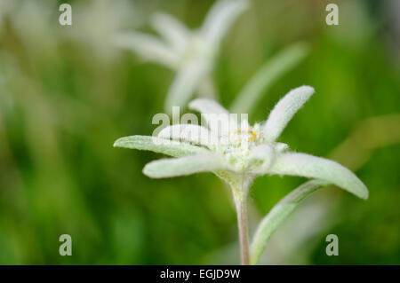 Edelweiss, Leontopodium alpinum (Leontopodium nivale). Portrait horizontal des fleurs avec un arrière-plan bien défocaénoncé. Banque D'Images