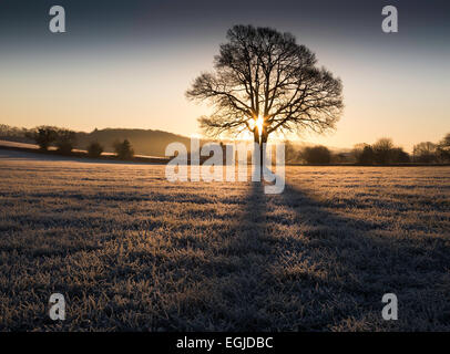 Silhouette d'un arbre avec soleil d'hiver derrière sur un jour froid. Banque D'Images