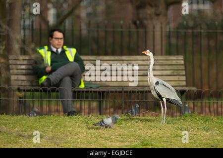 Héron cendré Ardea cinerea, dans la ville de London Regents Park, Royaume-Uni. Banque D'Images