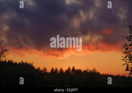 Coucher du soleil rouge sur champ et forêt. Banque D'Images