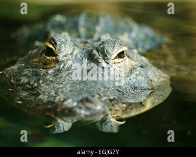 Un alligator est en partie submergé dans l'eau. Banque D'Images