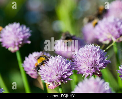 Les bourdons pollinisent la ciboulette (Allium schoenoprasum) Banque D'Images