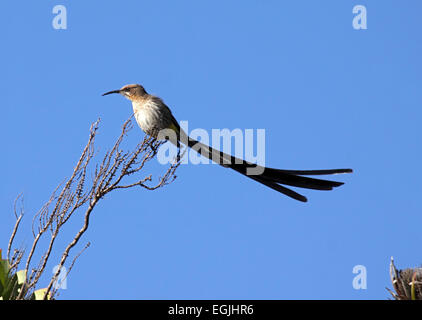 Cape sugarbird avec queue mâle perché sur branche morte étendue en Afrique du Sud Banque D'Images