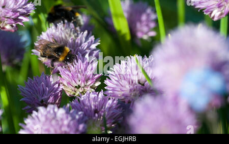 Les bourdons pollinisent la ciboulette (Allium schoenoprasum) Banque D'Images