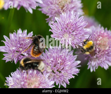 Les bourdons pollinisent la ciboulette (Allium schoenoprasum) Banque D'Images