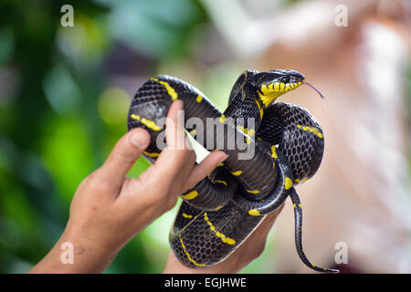 Boiga dendrophila serpent de mangrove Bangkok snake farm Banque D'Images