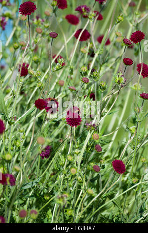 Les bourdons (Bombus spp.) feding sur terrain (Knautia arvensis) Scabious Banque D'Images