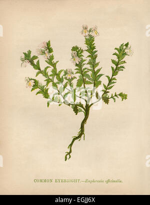 L'euphraise (euphrasia officinalis commune) chromolithographie Artiste : Anne Pratt "Fleurs sauvages"1852 Banque D'Images