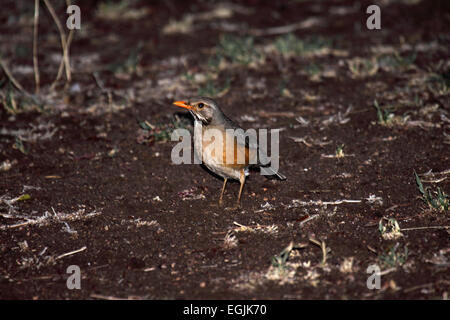 Kurrichane thrush qui se nourrissent de la végétation en Afrique du Sud Banque D'Images