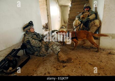 Les soldats américains de la 1ère Division de cavalerie jouer avec Recon, un cadavre de chien de détection, comme elle et son chien attendent leur tour pour rechercher les restes d'un soldat disparu le 23 février 2007 à Bagdad, Iraq. Banque D'Images