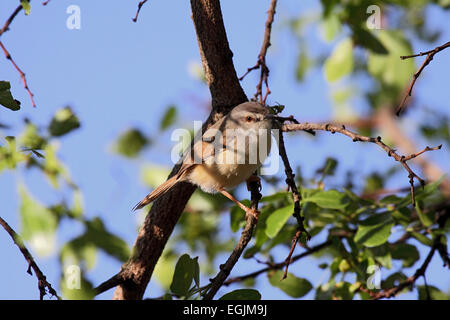 Tawny-prinia flanquée perché en arbre en Afrique du Sud Banque D'Images