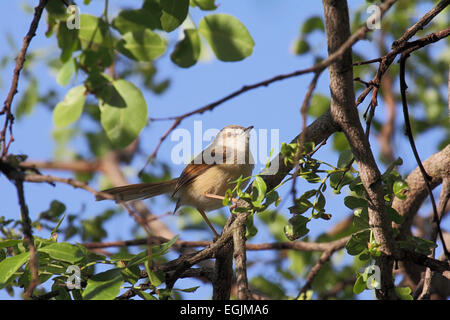 Tawny-prinia flanquée perché en arbre en Afrique du Sud Banque D'Images