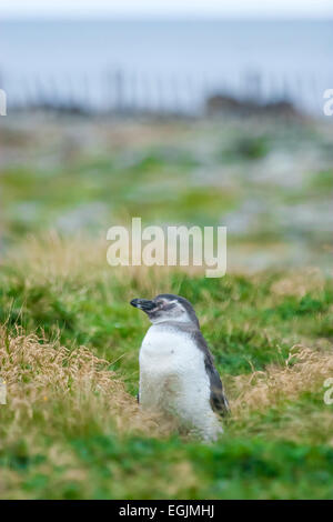 Une vue frontale d'un martin-pêcheur pie dans un pré à Punta Arenas, Chili. Banque D'Images