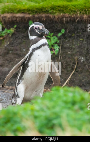 Une vue frontale d'un balbuzard pêcheur debout dans la nature à Punta Arenas, Chili. Banque D'Images