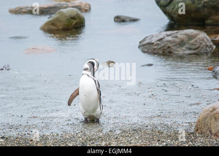 Une vue frontale d'un balbuzard pêcheur debout sur le bord de la mer et de se gratter le dos avec son bec à Punta Arenas, Chili. Banque D'Images