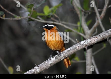 White-browed robin-chat perché perché sur la direction générale de l'ombre en Afrique du Sud Banque D'Images