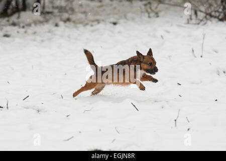 Cross Border terrier chien qui court dans la neige Banque D'Images