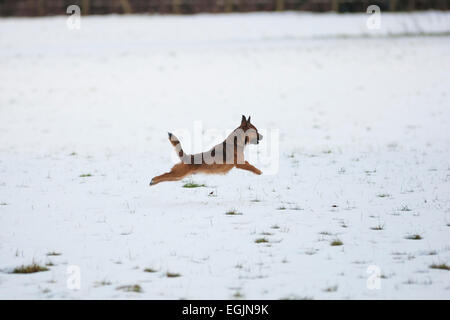 Cross Border terrier chien qui court dans la neige Banque D'Images