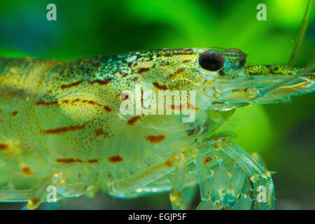 Amano shrimp Caridina multidentata macro close up Banque D'Images