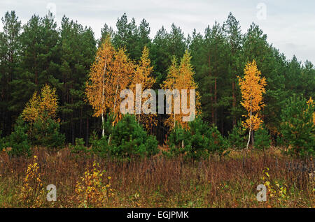 Les arbres d'automne avec le feuillage jaune en parc. Banque D'Images