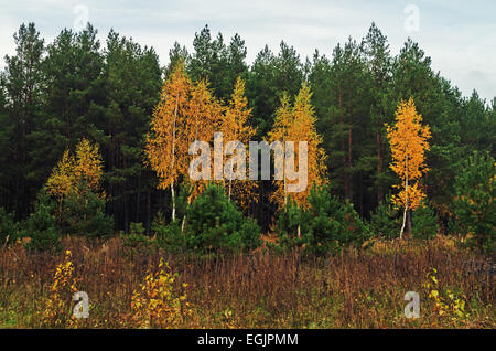 Les arbres d'automne avec le feuillage jaune en parc. Banque D'Images