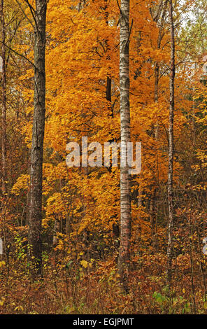 Les arbres d'automne avec le feuillage jaune en forêt. Banque D'Images