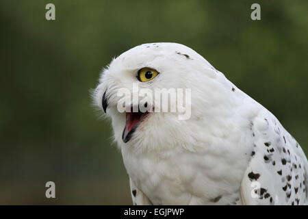 Male Harfang des neiges Banque D'Images