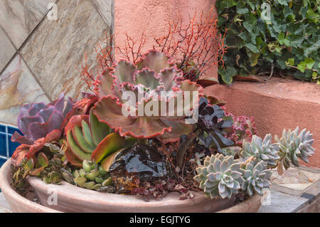 Variété de plantes grasses dans le semoir Banque D'Images