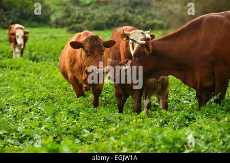 Brown vache Montbéliarde debout dans un champ vert Banque D'Images