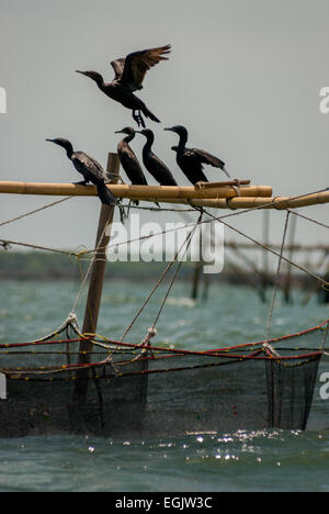 Un troupeau de petit cormoran noir (Phalacrocorax sulcirostris) qui se trouve dans une installation aquacole sur les eaux côtières de Bekasi, en Indonésie. Banque D'Images