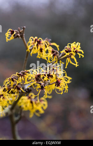 Hamamelis mollis 'Nymans'. Banque D'Images