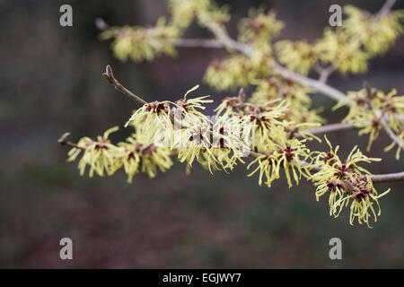 Hamamelis x intermedia 'Pallida'. Banque D'Images