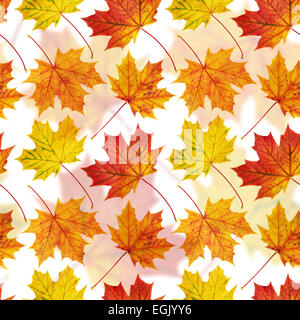 Feuille d'érable fond transparent Banque D'Images