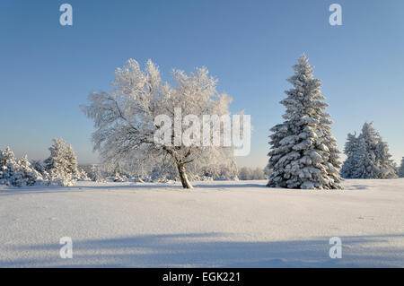 Paysage d'hiver, les arbres couverts de neige et de Givre Givre, Kahler Asten, Rhénanie du Nord-Westphalie, Allemagne Banque D'Images