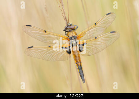 Four-spotted dragonfly (Libellula quadrimaculata), dragonfly assis sur une lame à sec, en Rhénanie du Nord-Westphalie, Allemagne Banque D'Images