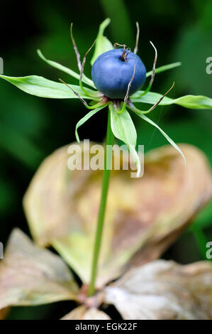 True Lover's Knot (Paris quadrifolia), stand de fruits, en Rhénanie du Nord-Westphalie, Allemagne Banque D'Images