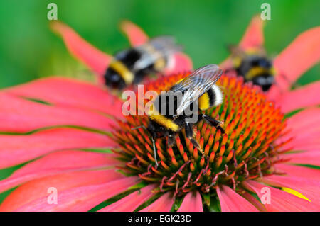 Buff-tailed les bourdons (Bombus terrestris) sur l'Echinacea purpurea (Échinacée purpurea), Nordrhein-Westfalen, Allemagne Banque D'Images