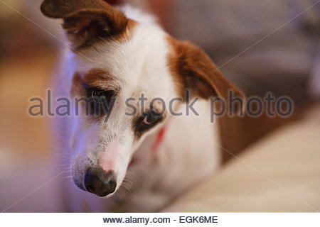 Chien Blanc Avec Les Oreilles Marron Tête Darchet Banque D