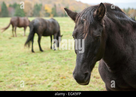 Chevaux à Margaree Valley, Nova Scotia, Canada Banque D'Images